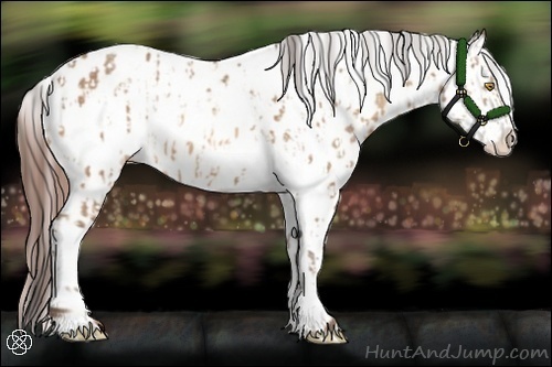 Horse Color:Amber Champagne Appaloosa  and Amber Champagne Frame Appaloosa 