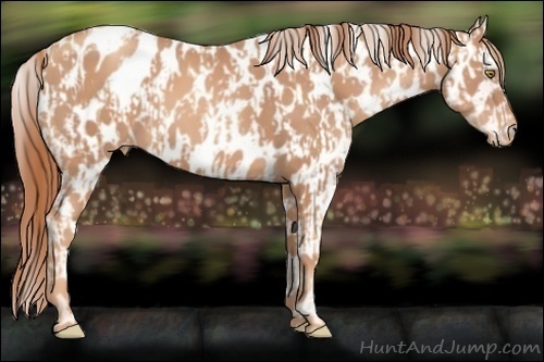 Horse Color:Gold Champagne Appaloosa  and Gold Champagne Appaloosa Rabicano 
