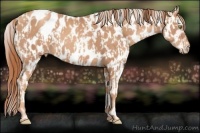 Horse Color:Gold Champagne Near Leopard  and Gold Champagne Near Leopard Rabicano 
