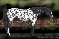 Horse Color:Black Appaloosa 