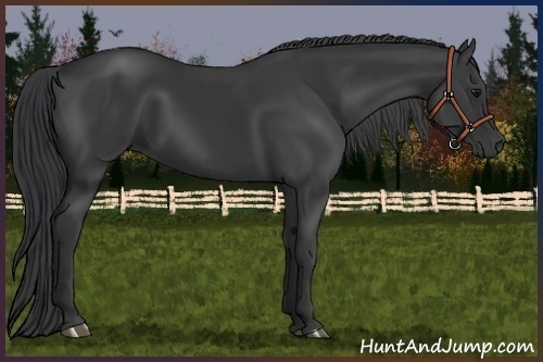 Horse Color:Black 