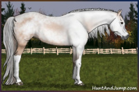 Horse Color:Gray Bay 