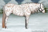 Horse Color:Amber Champagne Appaloosa and Gold Champagne Appaloosa