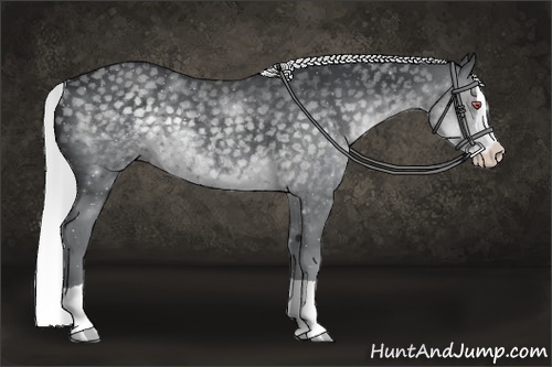 Horse Color:Silver Black Chinchilla Splash 