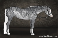 Horse Color:Silver Black Chinchilla Splash 