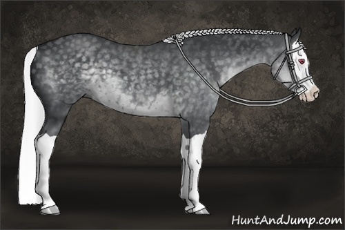 Horse Color:Silver Black Chinchilla Splash 