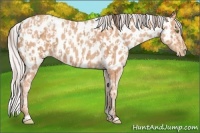 Horse Color:Amber Champagne Appaloosa  and Silver Amber Champagne Appaloosa 