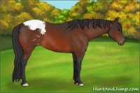 Horse Color:Bay Snowcap 