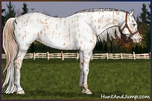 Horse Color:Gold Champagne Near Leopard and Gold Champagne Frame Near Leopard