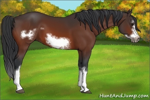 Horse Color:Bay Splash Frame