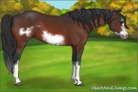 Horse Color:Bay Splash Frame 