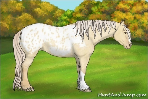 Horse Color:Palomino Dun Blanket Rabicano 