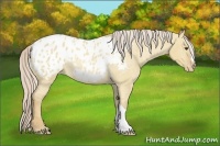 Horse Color:Palomino Dun Appaloosa Rabicano