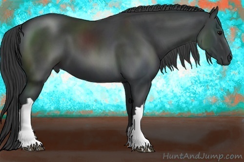 Horse Color:Black 
