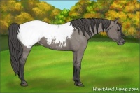 Horse Color:Grullo Appaloosa 