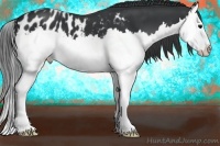 Horse Color:Black Splash Appaloosa 