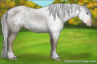 Horse Color:Gray Classic Champagne 