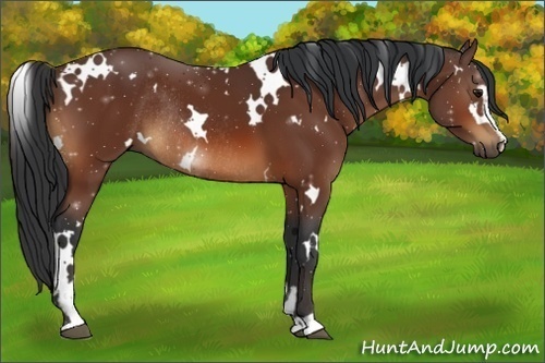 Horse Color:White Spotted Bay Sabino Rabicano 