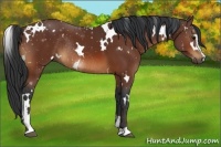 Horse Color:White Spotted Bay Sabino Rabicano