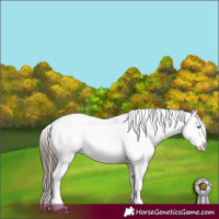 Horse Color:White Spotted Palomino Pearl Appaloosa  and White Spotted Liver Chestnut Appaloosa 