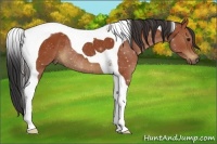 Horse Color:Bay Tobiano Rabicano 