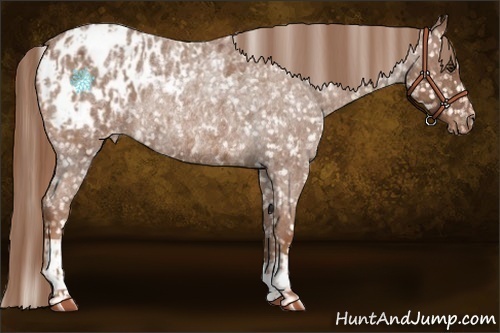 Horse Color:Red Roan Appaloosa Rabicano  and Red Roan Appaloosa Rabicano 