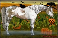 Horse Color:White Spotted Liver Chestnut Appaloosa  and Bay Appaloosa 