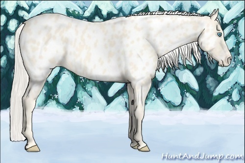 Horse Color:Cremello Appaloosa
