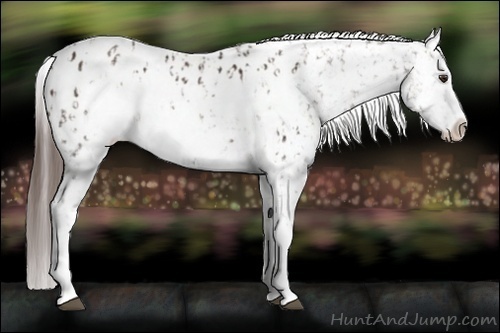 Horse Color:Liver Chestnut Frame Appaloosa  and Liver Chestnut Frame Appaloosa 