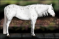 Horse Color:Liver Chestnut Frame Appaloosa  and Liver Chestnut Frame Appaloosa 