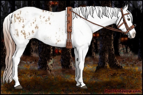 Horse Color:Red Dun Snowflake Varnish and Red Dun Snowflake Varnish