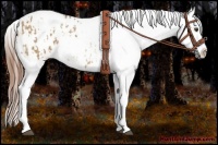 Horse Color:Red Dun Snowflake Varnish  and Red Dun Snowflake Varnish 