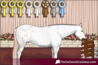 Horse Color:White Spotted Liver Chestnut Pearl Appaloosa and White Spotted Bay Pearl Frame Appaloosa