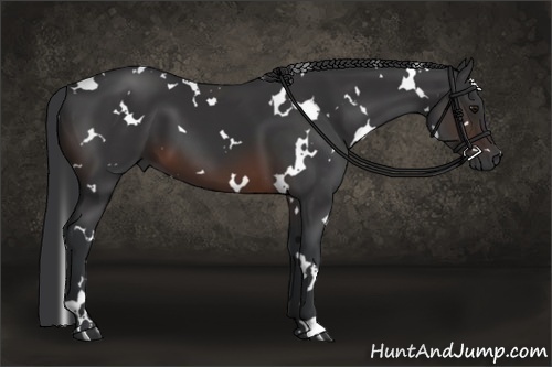 Horse Color:White Spotted Brown 