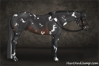 Horse Color:White Spotted Brown