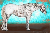 Horse Color:Liver Chestnut Appaloosa and Chestnut Appaloosa