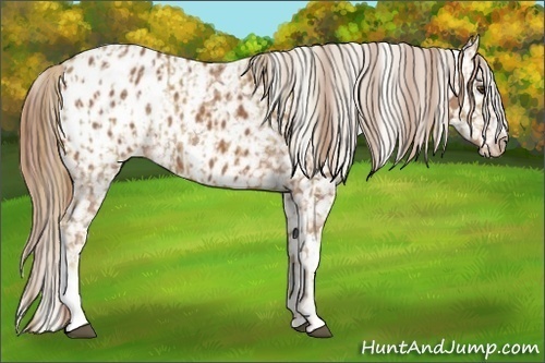Horse Color:Chestnut Appaloosa  and Chestnut Appaloosa 
