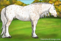 Horse Color:White Spotted Silver Brown Pearl Appaloosa  and Silver Amber Champagne Pearl Appaloosa 