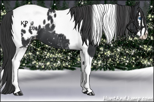 Horse Color:White Spotted Black Splash Tobiano Appaloosa 