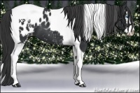 Horse Color:White Spotted Black Splash Tobiano Blanket 