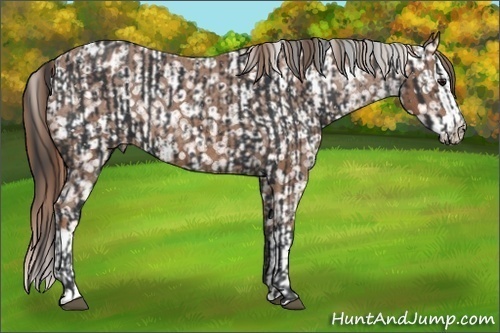 Horse Color:Black Appaloosa  and Chestnut Splash Appaloosa 