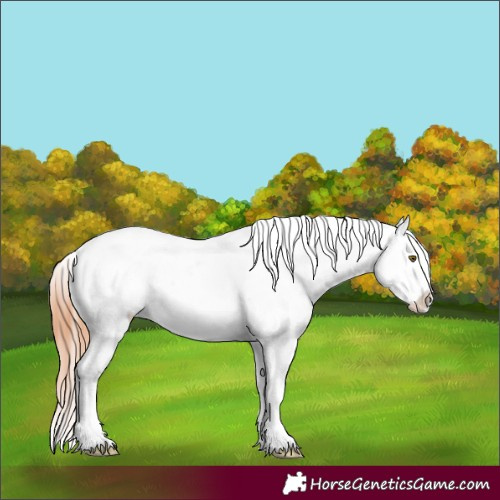 Horse Color:White Spotted Silver Bay Appaloosa  and White Spotted Bay Appaloosa 