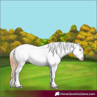 Horse Color:White Spotted Silver Bay Snowflake Varnish  and White Spotted Bay Near Leopard 