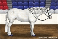 Horse Color:Cremello Appaloosa 