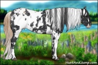 Horse Color:Black Snowflake Varnish  and Chestnut Snowflake Varnish 