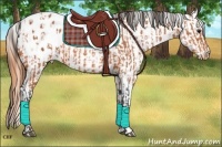 Horse Color:Bay Appaloosa  and Bay Appaloosa 