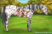 Horse Color:Bay Appaloosa and Bay Appaloosa