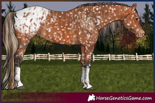Horse Color:Chestnut Appaloosa  and Bay Appaloosa 