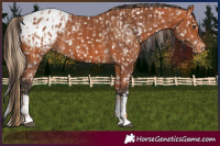 Horse Color:Chestnut Appaloosa and Bay Appaloosa
