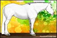 Horse Color:Cremello Near Leopard